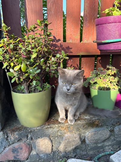 A medium shot captures a fluffy gray cat lying on a rocky surface next to a wooden fence. The cat is looking towards the viewer with alert, yellow eyes. Its paws are tucked underneath its body. Behind the cat, a wooden fence with horizontal planks extends upwards. To the left of the fence are several potted plants. One large pot is a deep purple, another is a bright green, and a third, also green, holds a jade plant with thick, succulent leaves. The jade plant is in the foreground on the right, its green and reddish leaves spilling out of the pot. A coleus plant with variegated green and purple leaves is visible in the green pot behind the cat. The scene appears to be outdoors, possibly a garden or patio, with sunlight casting shadows from the fence and plants. The rocks on the ground are varied in size and color, some appearing weathered and mossy. The overall impression is a peaceful, sunlit moment in a garden setting. The time of day appears to be daytime, likely morning or afternoon, given the bright sunlight. There is no visible text.