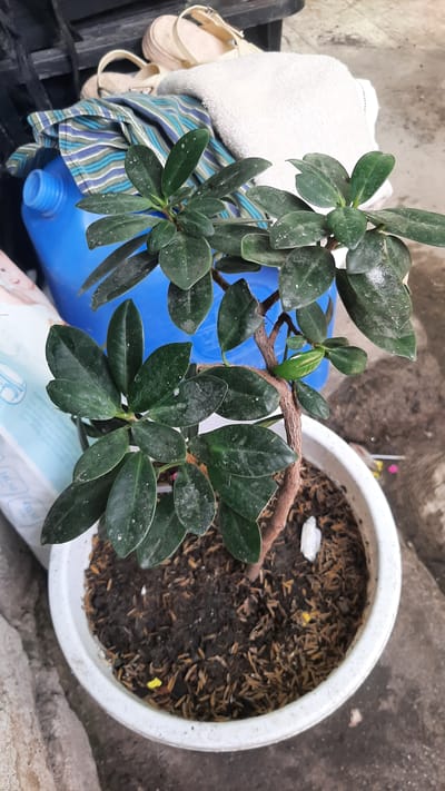 A potted ficus plant with dark green leaves sits in a white ceramic pot filled with dark soil and what appears to be rice husks. The plant has a brown, textured trunk with branches extending upwards. In the background, a bright blue plastic water jug is visible, partially obscured by a folded striped cloth and a white towel. Behind these items, a pair of beige sandals rest on a dark surface. The scene is set outdoors, with a rough, textured ground surface, possibly concrete, surrounding the pot. The lighting suggests it is daytime, with diffuse natural light illuminating the plant and its surroundings. The image was taken in Kawit, Philippines.