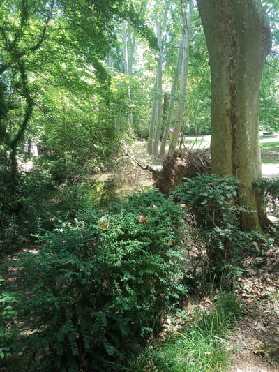 A fallen tree with exposed roots lies across a shallow body of water in a wooded area. Lush green foliage and tall, slender trees line the scene. A large tree trunk stands prominently in the foreground on the right, its bark textured and mottled. The ground is covered in fallen leaves and grass. The image appears to be taken in Olot, Spain, likely within the Parc Natural de la Zona Volcànica de la Garrotxa, given the characteristic vegetation and volcanic landscape. There are no people or animals visible in the image.