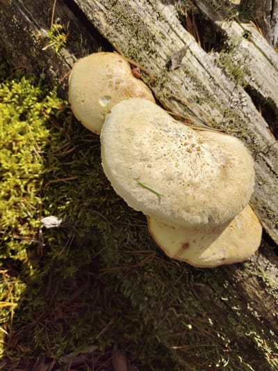 Three pale yellow mushrooms are growing on a decaying log. The log is covered in moss and pine needles, and is partially illuminated by sunlight. The mushrooms are clustered together, with their caps overlapping. The texture of the mushroom caps is rough and pitted, with some visible pores. A single green blade of grass is resting on the cap of the topmost mushroom. The background is dark and out of focus, with hints of green moss and brown earth visible. The scene appears to be in a natural, wooded environment.