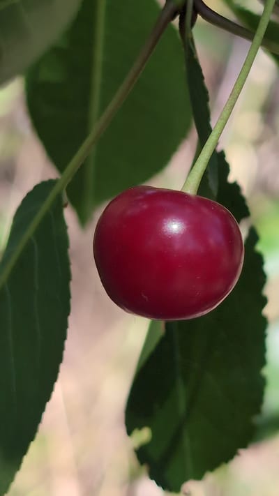 A close-up, vertically oriented photograph captures a single, ripe cherry hanging from a thin green stem. The cherry is a deep, glossy red, with a small highlight reflecting the light on its upper surface. It is positioned slightly off-center to the right. The cherry is partially framed by dark green leaves, one on the left and another to the right and slightly below. The leaves have serrated edges. The background is blurred, suggesting a shallow depth of field, and consists of soft, muted tones of green and beige, indicative of foliage and possibly sunlight filtering through. The image has a natural, outdoor feel. There are no people present, and no indication of the city of Kostiantynivka, Ukraine.