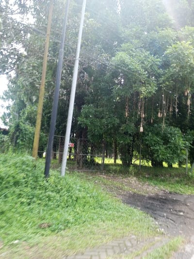 The scene is located in the city of Namthoung, Laos. The image captures a verdant outdoor environment with overgrown green vegetation dominating the lower and mid-left frame. In the foreground, the bottom right shows a section of interlocking brick pavement, transitioning into a dark dirt path or track that extends towards the center-right. Three utility poles stand vertically in the midground, from left to right: a thin, light brown pole; a thicker, dark gray pole; and a thicker, light gray pole. Overhead power lines are visible connecting these poles and extending into the dense foliage. Behind the poles and the foreground vegetation, a dark metal perimeter fence, possibly chain-link, stretches across the midground. Behind this fence, a small, indistinct red and white rectangular object or sign is partially visible. The background is filled with numerous large, leafy trees, some exhibiting long, pendulous, brown-beige fruit structures or seed pods hanging from their branches, particularly on the right side. The sky is largely obscured by the tree canopy, but a significant bright glare or lens flare emanates from the upper right portion of the frame, indicating a strong light source. No individuals or discernible actions are present within the frame.
