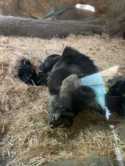 This image captures a scene within the gorilla enclosure at Ueno Zoological Gardens (Ueno Zoo) in Taito, Tokyo, Japan. Multiple gorillas, appearing to be a mix of adults and juveniles, are observed resting and lying down on a thick, expansive bed of light-colored straw.

In the mid-left, a smaller, dark-furred gorilla is curled on its side, partially obscured by the straw, with its feet visible. Towards the center and right, larger gorillas are sprawled across the straw, with one gorilla's head resting on what appears to be another gorilla's back. A prominent clear viewing barrier, likely glass or acrylic, is visible in the foreground and mid-right, indicated by light reflections and a slight distortion, with a gorilla's hand appearing to be pressed against it in the lower-right quadrant.

The background features naturalistic elements: a large, dark, weathered wooden log extends horizontally across the upper-mid section, positioned against a textured rock wall. An irregular, naturally shaped opening in the rock ceiling towards the upper right allows natural light to enter the enclosure and offers a glimpse of blurred green foliage and bright sky outside. A strip of green fabric or tarp is visible along the rock wall in the upper-left quadrant. The overall lighting is consistent with an indoor or shaded outdoor habitat.