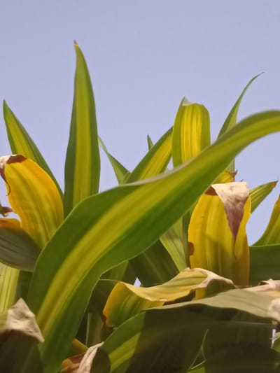 The image is a close-up, low-angle shot of a plant with long, sword-shaped leaves. The leaves are variegated, featuring stripes of green and yellow, with some tips appearing dried and brown. The background is a clear, light blue sky. The image does not contain any information to suggest a specific location in Koronadal City, Philippines.