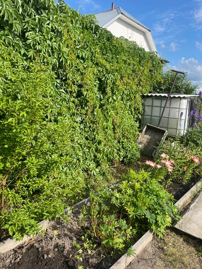 The image depicts an outdoor scene in a backyard setting, likely in Kovriga, Russia, under a clear blue sky with wispy clouds, suggesting a sunny day. The foreground is dominated by lush, green foliage, with a large, dense vine covering much of the left side of the frame and extending across a white-sided building.
In the middle ground, various objects are visible amidst the greenery. There is a large, white IBC tote, a common type of bulk liquid container, positioned behind the foliage. Next to it, a weathered wooden wheelbarrow lies on its side, its handle extending upwards. Behind the IBC tote and wheelbarrow, a cluster of pink lilies are in bloom, adding a touch of color to the scene. Further back, on the right side of the image, a raised garden bed is delineated by concrete borders, with dark soil and some dry grass visible within it. Another area of vibrant green plants, possibly lupine, grows along the concrete edge of this garden bed.
The overall impression is one of a somewhat overgrown but functional garden area. The presence of the building, IBC tote, and garden beds suggests a residential or possibly a small-scale agricultural context. The time of day is likely midday or early afternoon, given the bright sunlight casting shadows. There is no visible text in the image.