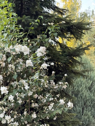 The image shows a dense cluster of white flowers, likely jasmine, in full bloom. The flowers are small and delicate, with multiple petals clustered together. They are interspersed with green leaves and thin, woody stems. Behind the flowers, dark green evergreen trees form a lush backdrop, their needles creating a textured and deep green mass. The lighting suggests it is daytime, possibly late afternoon or early evening, as there is a soft, diffused light. The background hints at a natural outdoor setting, perhaps a garden or a wooded area. There is no visible text in the image.