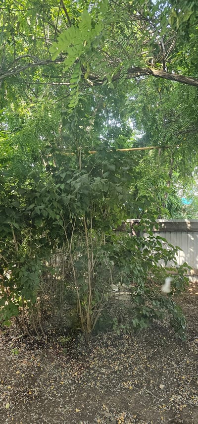 The image captures an outdoor scene within the Шыңғырлау ауылдық округі, Kazakhstan, featuring dense foliage and a fence. In the foreground, a cluster of thin, light-brown tree trunks with lush green leaves creates a dense shrubbery. The ground beneath is covered in dark soil and a scattering of small, light-colored debris, possibly fallen leaves or petals. Behind the shrubbery, a light grey, corrugated metal fence runs horizontally, separating the area from what appears to be a lighter background, possibly indicating more vegetation or the sky. Above the shrubbery, a horizontal wooden pole is visible, supported by the branches of larger trees. The upper portion of the image is dominated by the intricate network of branches and vibrant green leaves of trees, with glimpses of the sky filtering through. The overall impression is one of a natural, somewhat overgrown outdoor space in a rural or semi-rural setting.