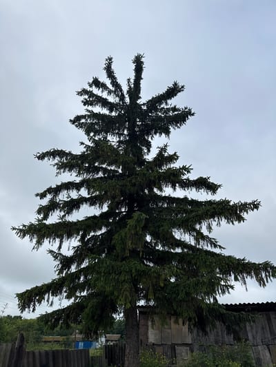An overcast sky forms the backdrop for a tall, mature coniferous tree that dominates the center of the frame. The tree's branches extend outward in distinct layers, some appearing slightly droopy with fine needles. The lower portion of the tree reveals a rustic setting with a dark, wooden structure to the right and a weathered, grey fence in the foreground. Beyond the fence, glimpses of greenery and what appear to be small buildings are visible, suggesting a rural or semi-rural environment. The overall scene is tranquil, with no people or animals present. The location is identified as Brodokalmak, Russia.
