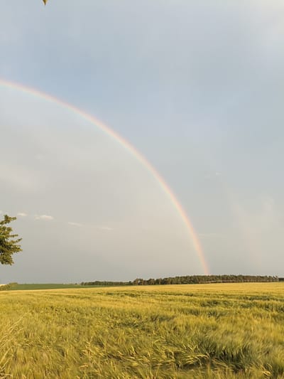 This media file captures a scenic view of a double rainbow arcing across a cloudy sky over a vast field of golden wheat or barley. The sun is likely low in the sky, possibly late afternoon or early morning, given the soft lighting and the presence of the rainbow. The field is lush and appears to be in its growing season, with the stalks swaying gently.
In the foreground, to the left, the upper branches of a leafy green tree are visible, adding a touch of natural detail to the expansive landscape. In the middle ground, a line of dark green trees forms a distant treeline, breaking the horizon. Beyond the treeline, the sky darkens, hinting at the recent or impending presence of rain, which is characteristic for the formation of rainbows. A few small, wispy clouds are scattered across the sky, particularly on the left side.
The scene evokes a sense of peace and natural beauty. The double rainbow is the most striking element, suggesting a moment of wonder and perhaps hope after a rain shower. The location appears to be rural, consistent with the agricultural setting in Gartz (Oder), Germany. There is no visible text in the image.