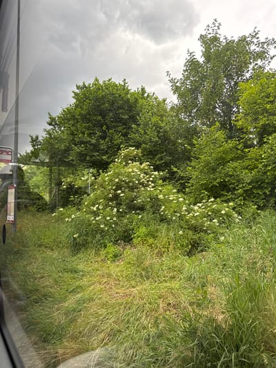 This is a moderately cloudy, daylight, medium-shot, eye-level, natural outdoor image taken from inside a vehicle, likely a bus or train, looking out a window. The foreground features a dense growth of green grass and wild foliage, with some patches of dry, brown grass. In the mid-ground, a cluster of white-flowered bushes, likely elderflower, is prominent, surrounded by lush green trees. The background consists of a thick canopy of various green trees. The left side of the image shows the reflection of the vehicle's interior on the window, including a portion of a bus stop sign with red and white markings and some text. The overall environment appears to be a rural or semi-rural area with abundant vegetation. The specific location in Reconvilier, Switzerland, is not identifiable from the visual information alone. There are no people or discernible actions depicted in the scene.
