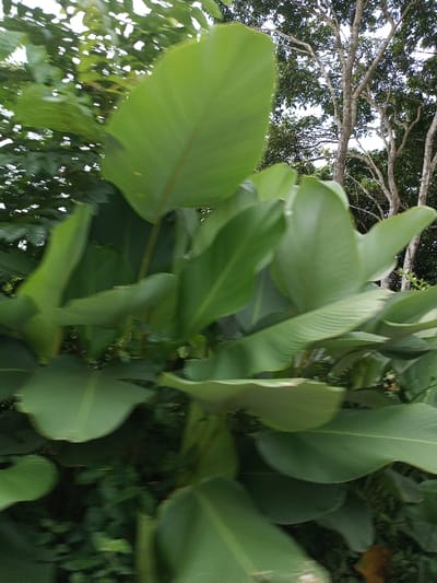 The image displays a dense, outdoor scene dominated by numerous large, broad, green leaves in Kandenuwara, Sri Lanka. The leaves, occupying the majority of the frame, exhibit variations in shade from vibrant to medium green and show distinct parallel venation. Several leaves overlap, creating a layered effect. In the background, out-of-focus darker green foliage and multiple lighter-barked tree trunks are visible against a bright, hazy sky. The overall environment is a lush, vegetated area. No human subjects, animals, or specific actions are depicted.