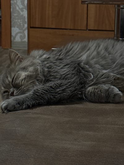 A grey cat sleeps on a brown surface. The cat is curled up on its side, with its head resting on its paws. Its eyes are closed, and its fur is long and fluffy. The background is blurred, but appears to be a room with wooden furniture. The image is taken from a low angle, looking up at the cat. There is no information in the image to suggest the location in the city of Raivka, Ukraine.