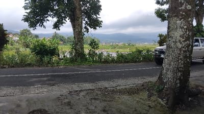This image depicts a serene rural landscape in Panjalu, Indonesia, under an overcast sky. In the foreground, a dark paved road runs horizontally, bordered by a textured concrete and dirt shoulder. Large, thick-trunked trees, covered in light-colored lichen or moss, frame the scene on both the left and right sides.
Beyond the road, a lush strip of green vegetation, including bushes and smaller trees, gives way to expansive rice paddies. Sections of these paddies contain standing water, reflecting the sky. Several small white shapes, possibly birds like egrets common in rice fields, are visible within the paddies. In the mid-ground, clusters of houses with visible roofs are nestled among the greenery, suggesting a village setting. Distant hills or mountains, partially obscured by a light haze, form the backdrop against a cloudy, soft grey sky.
On the far right, a light-colored SUV, possibly silver or white, is partially visible next to the tree, appearing to be parked on the roadside. Its front bumper, part of the grille, and a wheel are discernible. A partial license plate beginning with "D 12" or "D 13" is visible on the vehicle's front.
No people are visible, and no specific activity is taking place, contributing to a tranquil and still atmosphere. The soft, diffuse light indicates an overcast daytime, likely late morning or afternoon, reflecting a calm day. The lush vegetation and rice paddies are characteristic of Indonesia's agricultural regions.