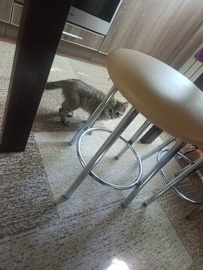 A tabby kitten is on a carpeted floor, partially hidden beneath a light-colored stool with silver legs. The kitten is looking towards the camera with wide green eyes. The stool is one of several visible, all with similar silver legs and circular footrests. Behind the stool, a dark wooden table leg is visible. In the background, there are kitchen cabinets and part of an oven. The scene appears to be indoors, likely in a kitchen or dining area, in Manhush, Ukraine.