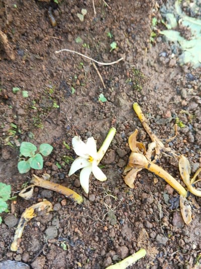 A fallen white flower with a yellow center rests on dark soil. To its left, small green plants sprout. Around the flower, decaying yellow flower stems and petals are scattered. Tiny black insects speckle the flower and stems. A thin, dry twig lies nearby. The soil is uneven, with small stones and patches of moss visible.
