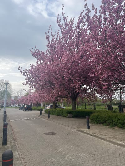 The image shows a street lined with flowering cherry trees in Maastricht, Netherlands. The trees are heavily laden with pink blossoms, creating a canopy over the street. A paved sidewalk runs along the right side of the street, bordered by a low green hedge. Bollards are placed along the edge of the sidewalk. Several parked cars are visible along the street. In the background, a fence and a grassy area can be seen. The sky is overcast with grey clouds.
