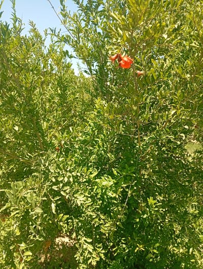 The image shows a dense pomegranate tree with bright green leaves and several vibrant orange-red pomegranate flowers. The branches of the tree are visible, with some brown and lighter brown accents. The background is a clear, bright blue sky. The lighting suggests a sunny day. It is unclear if this location is in the city of Seýdi, Turkmenistan as there are no specific landmarks to indicate this.