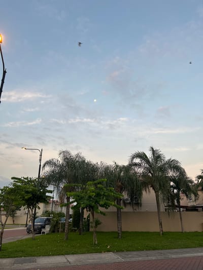 The image depicts a street scene in La Aurora, Ecuador at dusk. The sky is a pale blue with light clouds and a visible moon. Several birds are flying. On the right side of the image, there are palm trees and other leafy trees lining the street. A building with a beige exterior is behind the trees. A patch of green grass and a brick sidewalk are also visible along the street. Parked cars are visible near the trees and buildings. A street light is also visible.