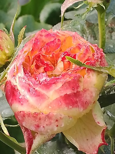 A close-up, eye-level shot showcases a partially opened rose bud in the Свіслацкі сельскі Савет region of Belarus. The rose is primarily a gradient of pink and yellow, with streaks of darker pink towards the edges of its petals. Numerous small water droplets are visible on the petals, indicating recent rain or dew. The background consists of blurred green foliage and a hint of a second, smaller rose bud to the left. The lighting is soft, suggesting it might be early morning or late afternoon, and the focus is sharp on the rose. There are no people or animals present in the image.