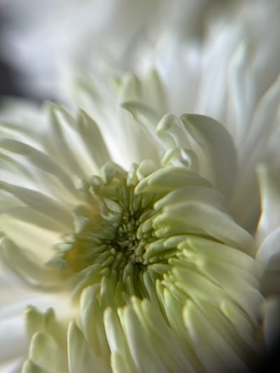 This is an extreme close-up, macro photograph of the center of a white chrysanthemum flower. The petals are layered and densely packed, with some appearing creamy white and others having a pale green hue towards the center. The focus is sharp on the intricate textures of the petals and the stamen-like structures in the middle, while the outer edges of the petals and the background are softly blurred, creating a dreamy and ethereal effect. The lighting is soft and diffused, highlighting the delicate folds and curves of the flower. The image does not contain any elements related to the city of Боголюбово, Russia, nor does it depict any people, actions, or interactions.