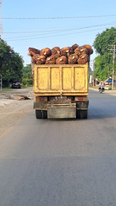 A rear view of a yellow dump truck loaded with palm oil fruit is shown on a road in Blangkeude, Indonesia. The truck's license plate reads "BI 8365 ZV". In the background, a person rides a motorcycle, and trees line the side of the road. The sky is clear blue.