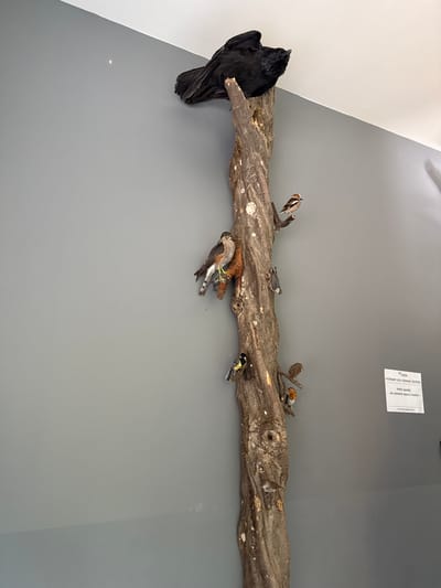 The image displays an indoor taxidermy exhibit in Vavřinec, Czechia. A tall, vertical, bark-covered tree trunk, devoid of foliage, is mounted against a plain light gray wall and extends to meet a white ceiling at the top. Numerous taxidermied birds are positioned at various points along the trunk and its small branch stubs.
At the uppermost section of the trunk, a large black bird, consistent with a crow or raven, is perched, oriented towards the right with its wings slightly flared. Below and to the left of the black bird, a medium-sized raptor, identified as a sparrowhawk by its plumage pattern of brown-grey upperparts and barred white underparts, is perched on a horizontal branch stub, facing left. Further down and to the right, a smaller brown and white bird with a stout bill, possibly a hawfinch, is perched on another branch stub.
Below the sparrowhawk, on the left side of the main trunk, a Great Tit, distinguishable by its yellow breast, black central stripe, white cheeks, and black cap, is mounted. On the right side of the trunk, further down, a cluster of smaller birds includes a European Robin, identifiable by its orange-red breast, and other small brown birds positioned on a network of small branches. Several other small, less distinct brown birds are situated on the trunk at various levels.
On the right side of the gray wall, a white rectangular sign with black text in Czech is affixed. The first visible word on the sign is "POZOR," indicating a caution or attention notice. The overall scene is well-lit, and no human figures are present.