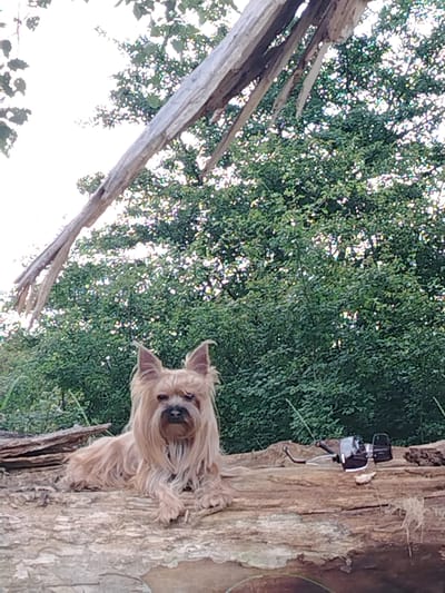 A small, tan dog with long, shaggy fur and prominent ears lies on a rough, textured log. The dog is positioned in the center-left of the frame, looking directly at the camera with dark eyes and a black nose. Its front paws are crossed. To the right of the dog on the same log, there is a black electronic device with some wires attached, possibly a camera or camcorder. The background is dominated by lush green foliage from trees, with a bright, overcast sky visible through the leaves. A large, weathered piece of wood, splintered at the end, extends diagonally from the top left corner of the frame across the upper portion of the image. The overall scene appears to be outdoors, in a natural setting.