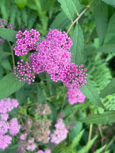 The image shows a close-up of pink Spirea flowers in Buknari, Georgia. The flowers are clustered in dense bunches on thin stems, with delicate petals and thin white stamens. The background is a blur of green foliage, including leaves and what appear to be ferns. The lighting is natural, suggesting an outdoor setting. There are no people or animals visible in the frame. The focus is entirely on the floral subject.