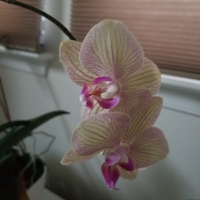 The image shows a close-up of two pink and yellow striped orchid flowers. The flowers are delicate and detailed, with a central lip that is a deeper shade of pink. The background is blurred, but appears to be an indoor setting with blinds and a hint of a plant. The lighting is soft and natural, highlighting the beauty of the orchids. The image is taken from a slightly upward angle, making the flowers appear to be reaching towards the viewer. There is no information about the location in Virginia Beach, United States of America.