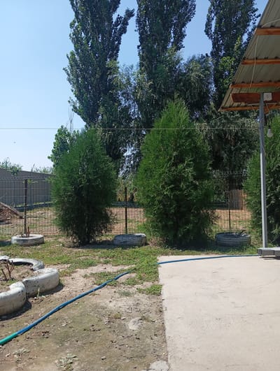 The image depicts an outdoor scene with a focus on vegetation and some discarded tires. In the foreground, a blue hose runs across a dusty ground and a concrete slab. Several old tires are visible, some appear to be repurposed as planters or simply discarded. Two evergreen trees stand prominently in the middle ground, with a chain-link fence behind them. Tall trees with dark green foliage dominate the background, reaching towards a clear blue sky. A portion of a metal roof structure with wooden supports is visible on the right side of the image. The scene suggests a somewhat unkempt yard or outdoor area, possibly in a rural or suburban setting. There are no people visible in the image.