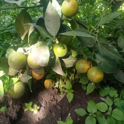 A close-up view shows a citrus tree bearing fruit in an outdoor environment within Kimorori/Wempa ward, Kenya. Approximately ten spherical citrus fruits are visible, varying in ripeness from green with yellow patches to more yellow-orange. Seven fruits remain attached to brownish-green branches, while two similar fruits are on the dark brown soil. Fruits and dark green ovate leaves show surface dust or blemishes. The ground is covered with dark brown soil and diverse green vegetation, including small white flowers with yellow centers and clover-like plants, extending into the background. Strong, direct sunlight illuminates the scene from the upper left, casting defined shadows on the soil. No people or animals are visible. No specific actions or interactions are occurring.