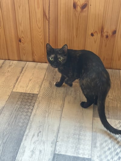 A tortoiseshell cat with green eyes is standing on a wooden floor in front of a wooden wall. The cat is mostly black with patches of brown and orange fur. Its tail is long and bushy and is curled around its body. The cat is looking at the camera with a curious expression. The wooden floor is made of planks of different shades of gray and brown. The wooden wall is made of vertical planks. There are no people or other animals visible in the image. The location is not specified in the image.