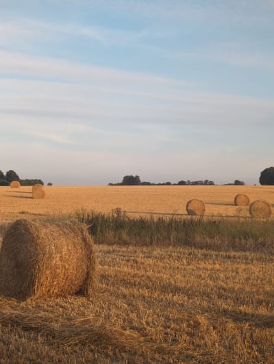 In Alvimare, France, a field of harvested wheat, evident by the golden stubble, is dotted with several large, round hay bales. The foreground is dominated by a single, prominent hay bale positioned to the left, casting a shadow across the uneven ground. Further back, more hay bales are scattered across the field, with some appearing in a line. In the distance, a line of trees forms a dark silhouette against the horizon, under a pale blue sky with thin, wispy clouds. The light suggests it is either early morning or late afternoon.