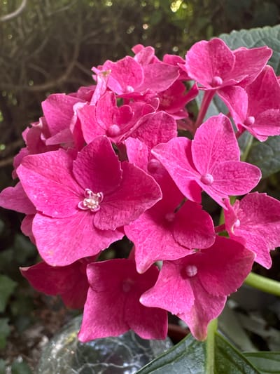 The image is a close-up, vertical shot of a cluster of bright pink hydrangea flowers. The flowers are in focus and fill the majority of the frame, with their delicate, ruffled petals clearly visible. The background is softly blurred, consisting of dark green foliage and hints of dappled sunlight. A thin, green stem is visible on the right side of the image, partially obscured by the flowers. There is no indication of a specific location in Oberndorf am Neckar, Germany, as the image focuses solely on the botanical subject matter. No people, actions, or interactions are depicted.