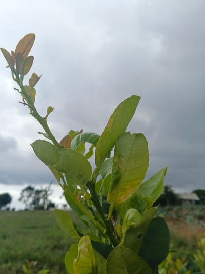This image depicts a close-up view of a plant branch with foliage, situated in the city of Ngọc Tụ, Vietnam. The foreground is dominated by a main stem bearing numerous green leaves of varying sizes and stages of development. Younger leaves at the top of the branch are smaller and exhibit a reddish-brown hue. Several mature leaves show signs of yellowish discoloration, minor curling, and surface blemishes. A small, dark insect is present on the upper portion of the primary stem. The background consists of an overcast sky filled with grey clouds, indicating subdued lighting conditions. Below the horizon, a green, grassy field extends to the left, with blurred tree silhouettes visible in the distance. To the right, a cultivated field with visible rows of vegetation leads towards a distant, partially obscured building with a light-colored roof, likely a residential or agricultural structure. No human figures or direct actions are observable.