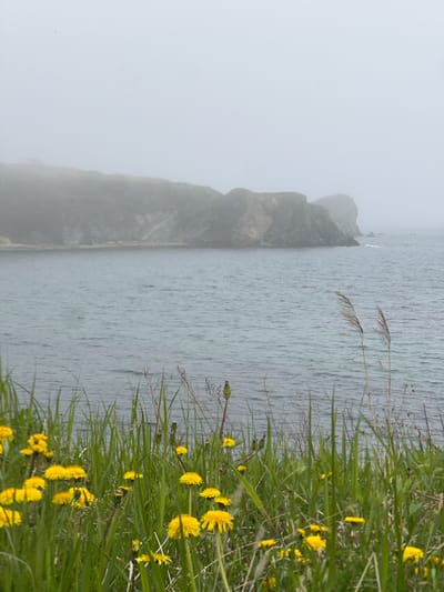 The image shows a landscape near Zarubino, Russia, featuring a body of water, possibly the sea, adjacent to a rocky, fog-shrouded cliff. The foreground consists of a grassy area with yellow dandelions.