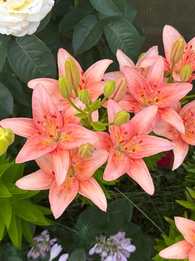 A close-up, top-down shot features a cluster of vibrant pink lilies in full bloom, some with buds. The lilies display speckled petals and prominent stamens. In the upper left corner, a partially visible creamy white rose adds a contrasting texture. Lush green leaves from both the lilies and other plants form a dense backdrop, with glimpses of pale purple flowers and green grass at the bottom. The lighting suggests an outdoor, daytime setting, possibly a garden. The specific location in Боярка, Russia cannot be determined from the image.