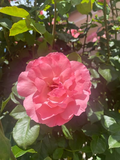 A close-up shot shows a vibrant pink rose in full bloom. The rose's petals are layered and soft, with delicate shadows creating depth. It is surrounded by lush green leaves, some of which are bathed in sunlight, appearing bright and illuminated. The background is a blur of more greenery and hints of pink from other roses, suggesting a garden setting. The image was captured in Sachsenheim, Germany.