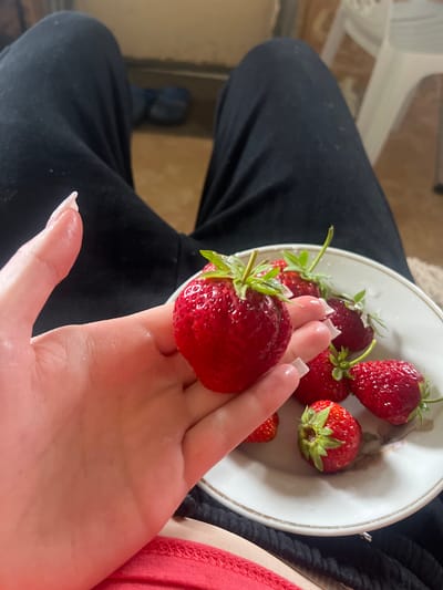 A close-up, overhead view shows a person's hand holding a large, ripe strawberry. The hand, with neatly manicured nails, gently cradles the berry. In the background, a white plate holds several more strawberries. The person is wearing black pants, and a hint of a red garment is visible at the bottom. The scene appears to be indoors, possibly in a home setting, given the neutral background and the presence of a plastic chair, though no specific city location can be determined from the image itself.