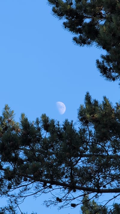 The image captures a clear, bright blue sky with the crescent moon visible in the upper left quadrant. The moon is a pale white, appearing as a sliver against the expanse of the sky. Framing the sky on the left and right are branches of a pine tree, adorned with numerous pine cones. The needles of the pine branches are a deep green, creating a stark contrast with the blue of the sky and the white of the moon. The branches are dense, with some lighter, sparser areas revealing more of the sky. The overall impression is one of a serene natural scene, likely during daylight hours, given the brightness of the sky and the visibility of the moon. There is no visible text in the image. The location context is Gorin, Russia.