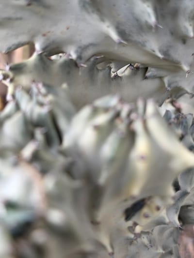 The image is a close-up, abstract shot of a succulent plant, likely a Euphorbia lactea 'Cristata', with blurred foreground and background elements. The plant's texture is rough and irregular, with wavy, crested formations and small, sharp spines. The colors are muted, primarily pale green, gray, and white, with hints of pinkish-purple on the spines. The lighting appears soft and diffused, creating a dreamy or ethereal quality. The focus is shallow, with some areas of the plant sharply defined and others progressively blurred. There are no people or discernible objects other than the plant itself. The setting within Bireuenmeunasahreuleut, Indonesia, is not visible in the image.