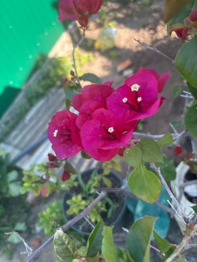 In Zmiiv, Ukraine, a close-up shot focuses on a vibrant cluster of fuchsia bougainvillea flowers. The flowers, with their delicate white stamens at the center, are in sharp focus, contrasting with the softly blurred background. The background reveals hints of a garden setting, with various potted plants, dry soil, and a green, textured surface that could be a fence or tarp. A grey, weathered concrete or stone structure is also visible, partially obscured by foliage. The lighting suggests a daytime scene, possibly late afternoon given the soft shadows and warm tones.