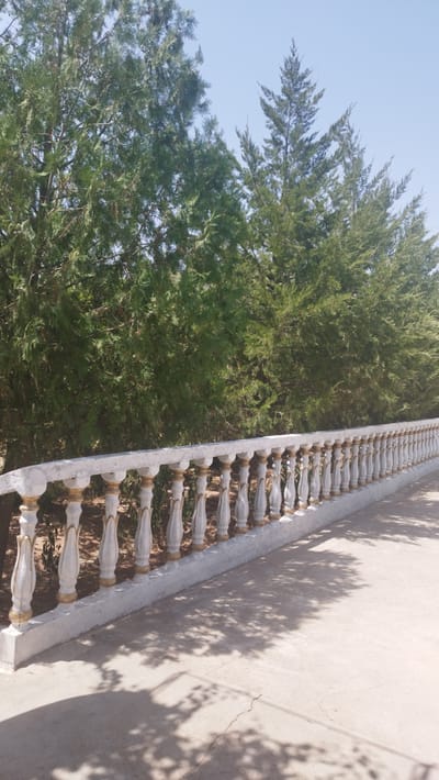 A photograph taken from a low angle shows a concrete walkway leading to a decorative white and gold railing, which extends horizontally across the frame. Behind the railing, a dense line of green trees, possibly cypress or juniper, creates a natural barrier against a clear blue sky. The trees are tall and mature, with feathery foliage. Sunlight filters through the leaves, casting dappled shadows on the walkway. The railing is composed of evenly spaced balusters, each featuring a bulbous base and a tapered, fluted body, topped by a smooth handrail. The scene appears to be outdoors, possibly in a park or garden area in Yangiobod, Tajikistan, given the architectural style of the railing and the type of vegetation. No people are present in the image.