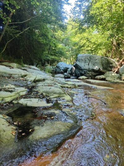The image depicts a shallow, rocky creek bed in a wooded area, likely within the Municipal Unit of Evryménon, Greece. The creek's water is a warm, brown color and flows over smooth, light-colored rocks that are partially submerged. The rocks are wet and appear to be covered in a thin layer of green algae or moss in some areas. Fallen leaves, primarily brown and tan, are scattered across the rocks and in the water.

The creek is flanked by lush green trees, forming a dense canopy overhead that filters the sunlight, creating dappled light and shadow on the scene. Large, grey boulders are visible in the background, some partially submerged in the water. The overall impression is one of a natural, serene environment, possibly a stream in a forest or a park. There are no people or animals visible in the image.