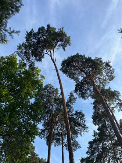 A low-angle shot looks up at the canopy of tall pine trees against a bright blue sky with scattered wispy clouds. The trees are a mix of dark green pine and lighter green deciduous trees. The image is framed by branches and needles of the pine trees in the foreground and background. The scene appears to be a forest or park in Sonchamp, France. No people or specific objects are visible, only the natural environment.