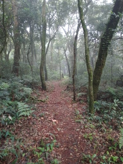 A narrow, winding path covered in reddish-brown leaves and ground vegetation leads into a dense, misty forest. Tall, slender trees with mossy trunks line the path, their branches creating a dense canopy overhead, obscuring much of the sky. The environment appears humid and overgrown, with various ferns and small plants filling the undergrowth. The scene is devoid of human presence and any discernible man-made objects other than the path itself.

There is no indication this image is in Villarrica, Paraguay.