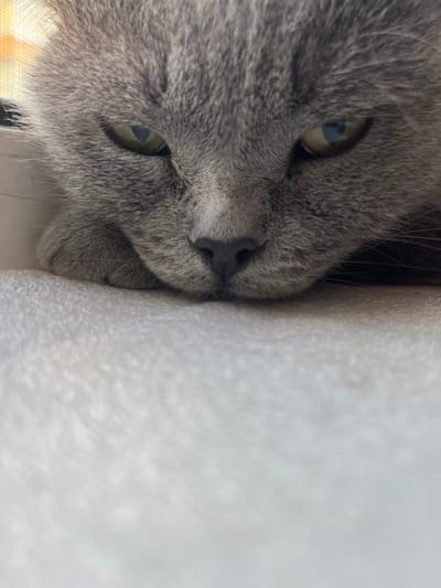 A close-up, vertical shot shows the face of a gray cat, seen from a low angle. The cat's head is tucked into a crevice, with its left side pressed against a textured white surface. The right side of its face, including one eye and part of its nose and whiskers, is visible. The cat's fur is a soft, medium gray. Its eye, a striking green with a dark pupil, is partially closed, giving it a relaxed or sleepy appearance. The lighting suggests it is daytime, possibly indoors near a window, as indicated by a subtle yellowish glow in the upper right corner of the frame. The white surface appears to be some kind of soft material, possibly foam or fabric, and the background is out of focus. No text is visible in the image. The setting appears to be domestic.