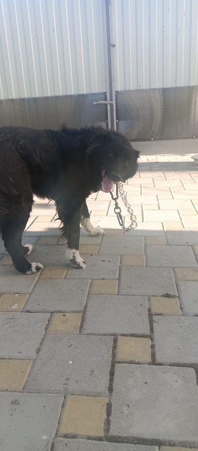 A medium-sized, black and white dog with a shaggy coat is standing on a paved walkway. The dog is wearing a metal chain, which is visible around its neck and held in its mouth. The dog's tongue is hanging out, suggesting it may be panting or hot. The background consists of a light-colored metal fence and a gray and yellow paved surface. The scene appears to be outdoors in a built-up area, possibly a yard or enclosure. There is no indication of a specific location in Voskresenskiy, Russia, beyond the general context of an urban environment.