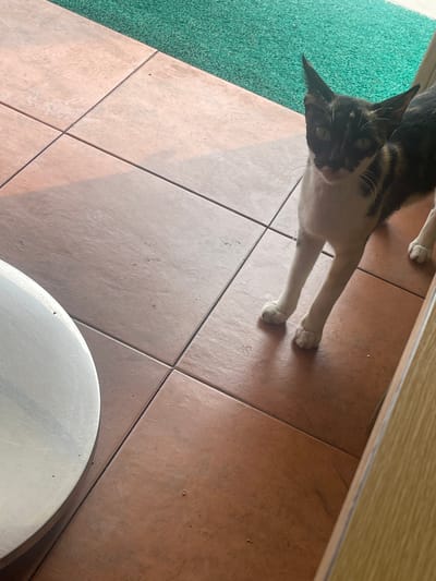 A calico cat with black, white, and tan markings stands on a tiled floor near a green mat. The cat is facing the camera with its ears pointed upwards and its green eyes are open. Its front paws are extended, and its hind legs are positioned behind it. To the left of the cat, a portion of a round, silver object, possibly a table, is visible. The floor is covered with reddish-brown square tiles. In the background, a green mat is partially visible, and a wooden surface is on the right side of the image. The lighting suggests it is daytime, with shadows cast across the floor. The scene appears to be an outdoor or semi-outdoor space, possibly a patio or entrance area in Cijantra, Indonesia.