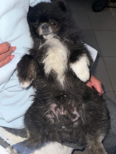 A fluffy, black and white Pomeranian dog is lying on its back, held by two people. The dog's belly is exposed, showing its skin. One person's hand, with painted nails, is visible on the left side of the image, gently touching the dog. Another person's hand is on the right, also holding the dog. The dog appears to be resting or sleeping, with its eyes closed and its head slightly tilted. The background is blurred, but appears to be an indoor setting with dark flooring. The scene suggests a moment of comfort and affection between the dog and its owners.